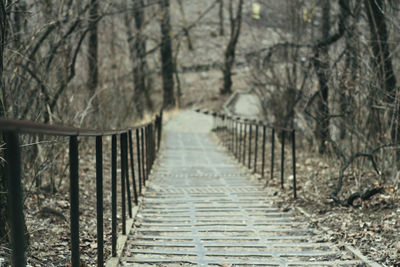 Walkway amidst bare trees