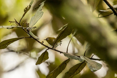 Low angle view of bird perching on tree