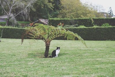 Bird standing on grass against trees