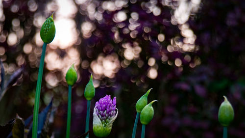 Close-up of purple flowers