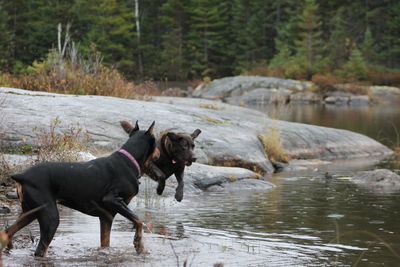 Dogs in water