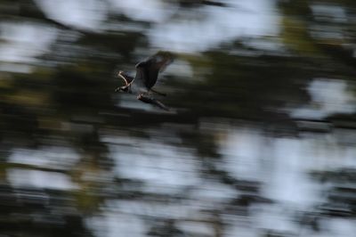 Blurred motion of bird flying over lake