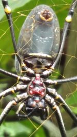 Close-up of insect on leaf