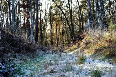 Trees growing in forest