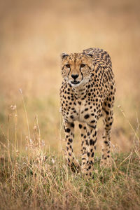 Cheetah walking on field