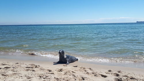Scenic view of sea against sky