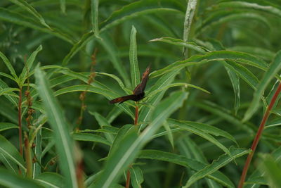 Close-up of insect on plant