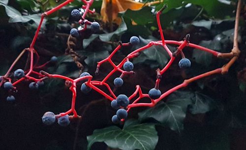 Close-up of fruits on tree