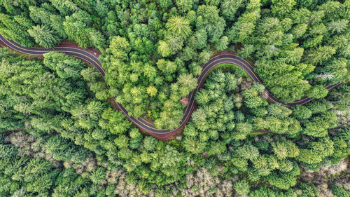 High angle view of plants growing on road