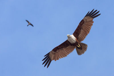 Low angle view of eagle flying in sky