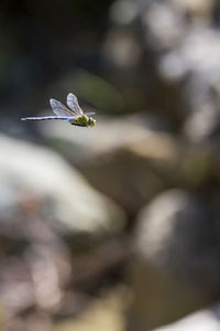 Dragonfly flying in mid-air