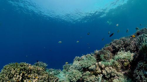 sea