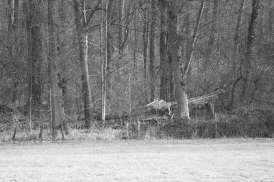 Scenic view of forest