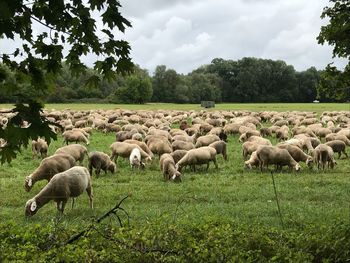 Flock of sheep grazing on field against sky