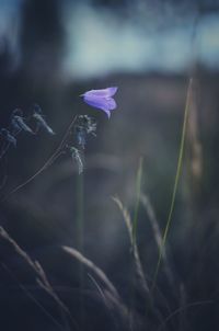 Close-up of purple flowering plant