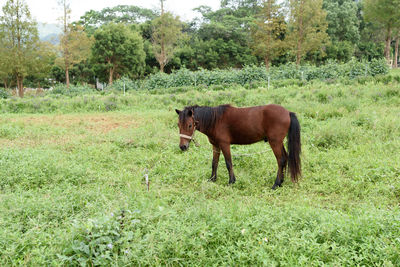 Horse in a field