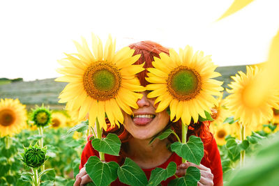 High angle view of sunflowers on flowering plant