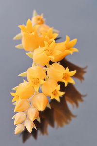 Close-up of yellow flower