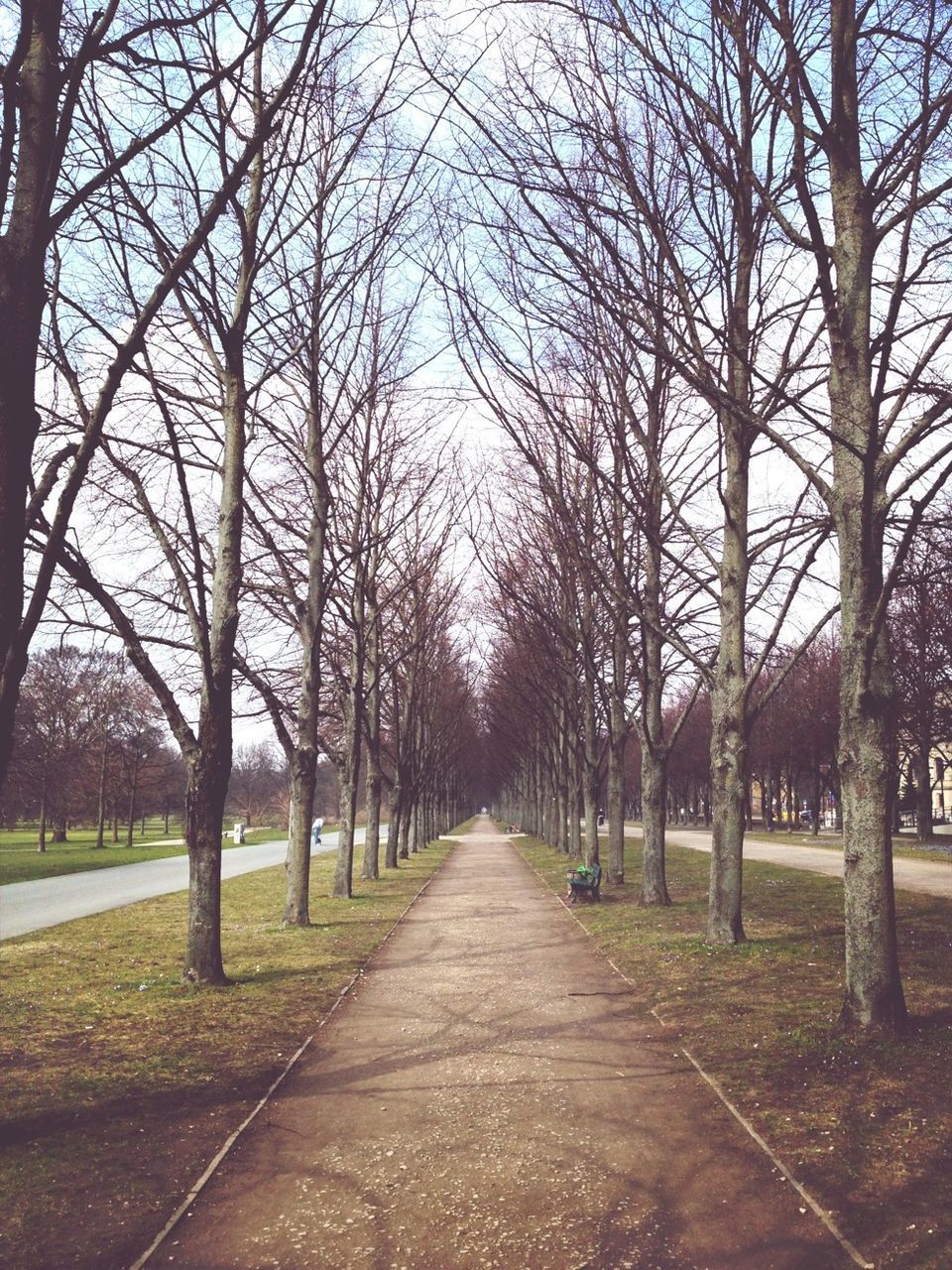 tree, the way forward, diminishing perspective, vanishing point, treelined, bare tree, transportation, branch, road, tranquility, tree trunk, empty road, nature, footpath, empty, long, tranquil scene, growth, sky, park - man made space