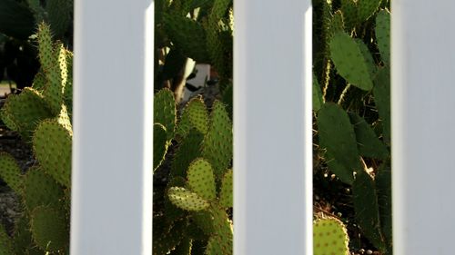 Close-up of plants