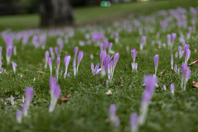 Close-up of purple crocus flowers on field