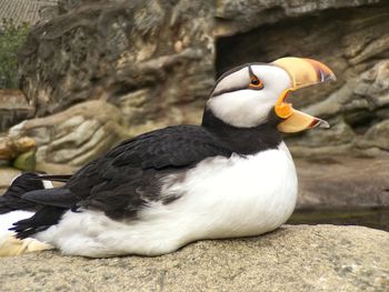 Close-up of bird against blurred background