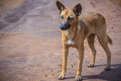 Portrait of dog standing on land