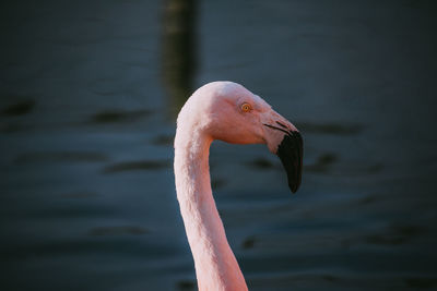 Close-up of a bird