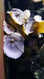 Close-up of jellyfish in water