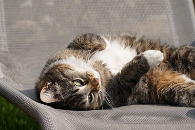 Close-up of a cat resting