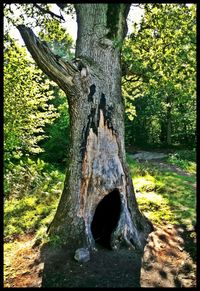 Tree trunk in forest