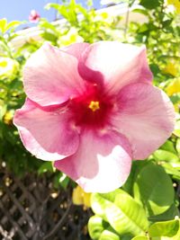 Close-up of pink hibiscus blooming outdoors