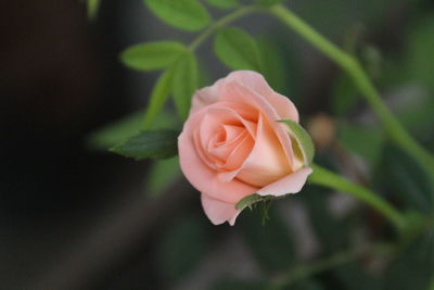 Close-up of rose blooming outdoors