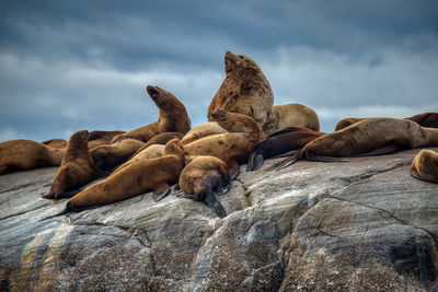 View of sea lion on rock