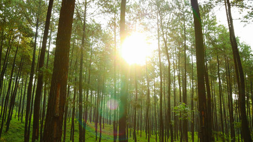 Sunlight streaming through trees in forest