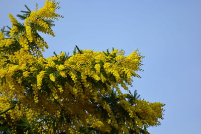 Low angle view of yellow leaves against clear blue sky