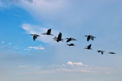 Low angle view of birds flying in sky