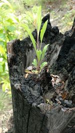 Close-up of plant growing on tree trunk