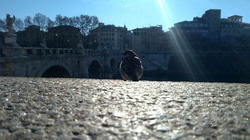 Birds in city against sky