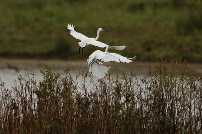 White swans on field