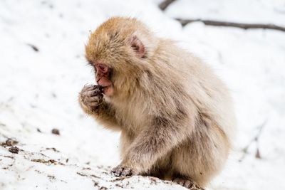 Monkey on snow