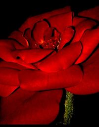 Close-up of red rose