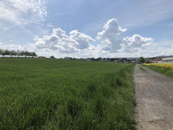 Scenic view of agricultural field against sky