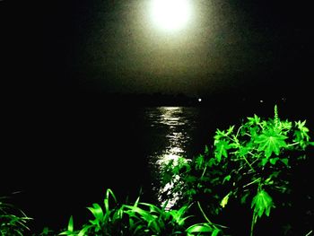 Reflection of trees in water