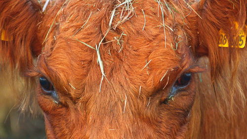 Close-up of a horse