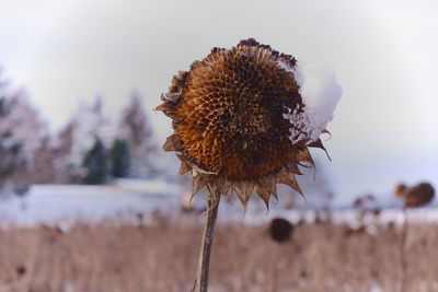 Close-up of wilted flower on field