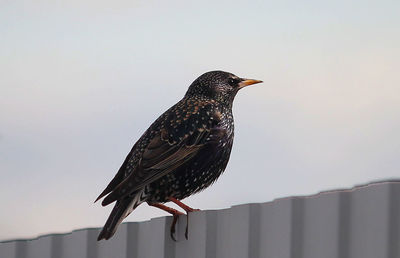 Close-up of bird perching on railing against sky