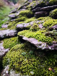 Close-up of moss growing on rock