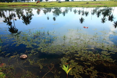 Reflection of plants in lake