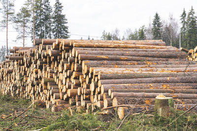 Logs in forest